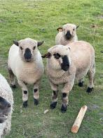 Kudde Hampshire down schapen, Schaap, Meerdere dieren