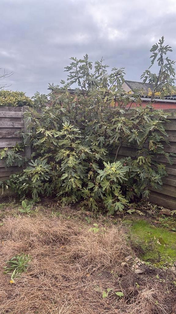 Volwassen vijgenboom in volle grond, Tuin en Terras, Planten | Bomen, Ophalen