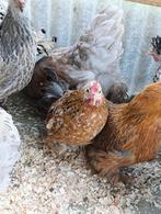 ZA/Zondag actie ALLE SIERKIPPEN 4+1 GRATIS 0499/08.23.81, Dieren en Toebehoren, Vrouwelijk, Kip