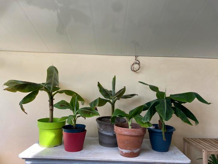 Bananier commun, Maison & Meubles, Plantes d'intérieur, Enlèvement