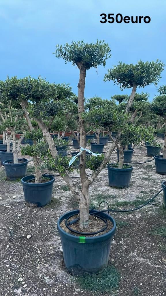 Olijfbomen olea europaea aan april 2026 in België!, Tuin en Terras, Planten | Bomen, Ophalen