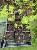 Druiwen plants, Black muscat, Jardin & Terrasse, Plantes | Arbres fruitiers, Enlèvement