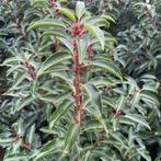 Portugese laurier 150-175cm Tijdelijke ACTIE‼️, Tuin en Terras, Planten | Bomen, Ophalen