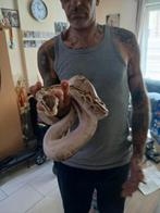 Python te koop met terrarium, Dieren en Toebehoren, Met terrarium