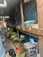 Konijnen over te nemen, Dieren en Toebehoren, Meerdere dieren, Groot, Hangoor, 0 tot 2 jaar