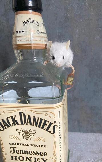 Jack Daniëls lamp - opgezette muis taxidermie, Enlèvement ou Envoi
