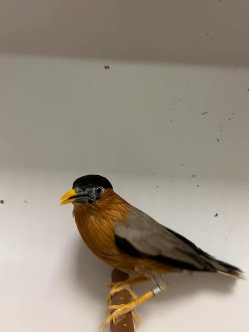 1-1-3 pagode spreeuwen ( in nl ), Dieren en Toebehoren, Vogels | Overige Vogels, Tropenvogel, Meerdere dieren