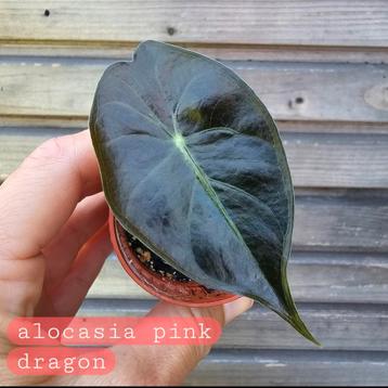 alocasia pink dragon beschikbaar voor biedingen