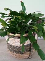 Cactus de Noël beau, grand et en bonne santé., Maison & Meubles, Ombre partielle, Plante à fleurs, Enlèvement ou Envoi