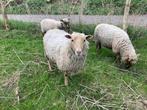 Drie tamme ooilammeren te koop, Dieren en Toebehoren, Schapen, Geiten en Varkens, Schaap, Vrouwelijk, 0 tot 2 jaar