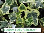 Hedera Helix "Chester", schitterende klimop, Halfschaduw, Vaste plant, Klimplanten, Ophalen