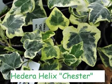 Hedera Helix "Chester", schitterende klimop