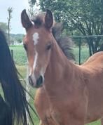 Veulen Asca Z X Sijbrand, Dieren en Toebehoren, Paarden, Springpaard, Gechipt, Niet van toepassing, 0 tot 2 jaar