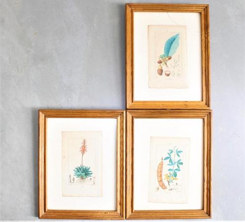 3 gravures uit "Flore Médicale", 1813, Antiek en Kunst, Kunst | Etsen en Gravures, Ophalen