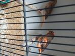 5 kppls in 1 koop, Dieren en Toebehoren, Vogels | Kanaries, Meerdere dieren, Kleurkanarie