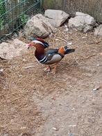 Mandarijneenden - wildkleur, Dieren en Toebehoren, Eend