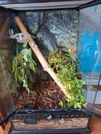 Terrarium 30x30x45 met Wimpergekko man, Dieren en Toebehoren, Ophalen, Zo goed als nieuw, Terrarium of Paludarium