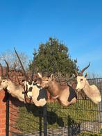 Te koop opgezette dieren, Enlèvement