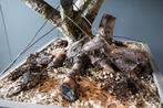 Prebonsai Taxus, Tuin en Terras, Planten | Bomen, Overige soorten, Minder dan 100 cm, Ophalen, Volle zon