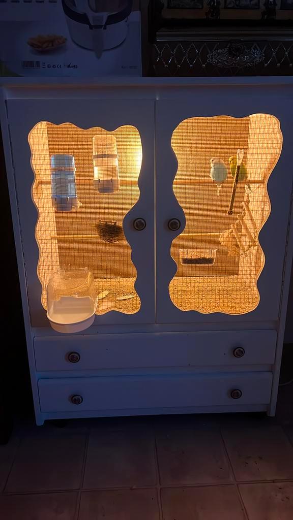 Koppeltje grasparkietjes, Dieren en Toebehoren, Vogels | Parkieten en Papegaaien, Parkiet, Meerdere dieren