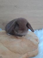 Choco minilop rammetje, Mâle, Nain, Oreilles tombantes, 0 à 2 ans