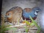 Kwartels, Dieren en Toebehoren, Vogels | Hokken en Kooien, Ophalen