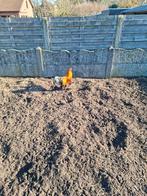 Gratis Haan + 2 kippen, Dieren en Toebehoren, Pluimvee, Meerdere dieren, Kip