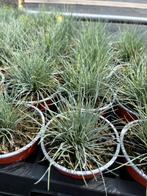Festuca glaucantha P10,5cm, Ophalen, Vaste plant, Siergrassen
