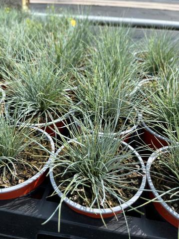 Festuca glaucantha P10,5cm beschikbaar voor biedingen