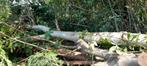 Hard hout! Gekliefd of in stam te koop!, Ophalen of Verzenden