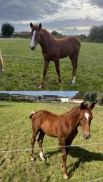 Springveulens te koop, Dieren en Toebehoren, 0 tot 2 jaar, Hengst, Onbeleerd, 165 tot 170 cm