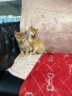 Chiots Shiba, Animaux & Accessoires, 15 semaines à 1 an, Étranger, Parvovirose, Autres races