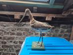 Taxidermie Godwit, Enlèvement