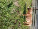 Stamboek shetland merrie te koop, Merrie, Gechipt, 7 tot 10 jaar