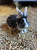 Jonge konijnen zoeken nieuwe thuis!, Dieren en Toebehoren, Konijnen, Geslacht onbekend, Middelgroot, 0 tot 2 jaar