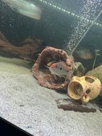 Geophagus red tapajos 12-15cm, Animaux & Accessoires