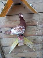 Jonge postduiven., Dieren en Toebehoren, Meerdere dieren, Postduif