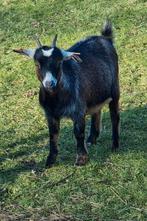 Dwerggeitje mieke, Dieren en Toebehoren, Schapen, Geiten en Varkens