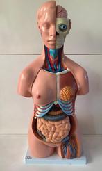 Anatomisch model - Plastic - 2000-2010 - anatomisch model, Diversen, Verpleegmiddelen, Ophalen of Verzenden, Zo goed als nieuw