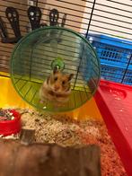 Hamster de 3 mois avec grande cage, Hamster, Domestique, Novembre, Sexe inconnu