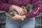 Dwergkees ,keeshond,spitz,pomeriaan pup, België, Keeshond, 8 tot 15 weken, CDV (hondenziekte)