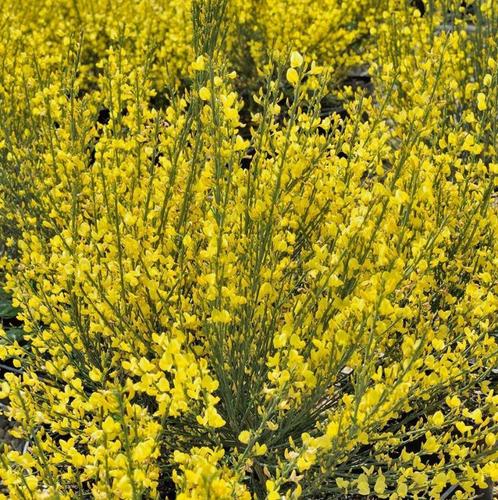 Bezem met gele brem, Tuin en Terras, Planten | Struiken en Hagen, Struik, Overige soorten, Minder dan 100 cm, Ophalen