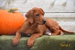 Prachtige Rhodesian Ridgeback pups, Dieren en Toebehoren, Honden | Beagles, Bassets en Lopende honden, België, Overige rassen