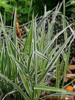 Graminées - Phalaris-jeune plante., Ophalen of Verzenden, Herfst