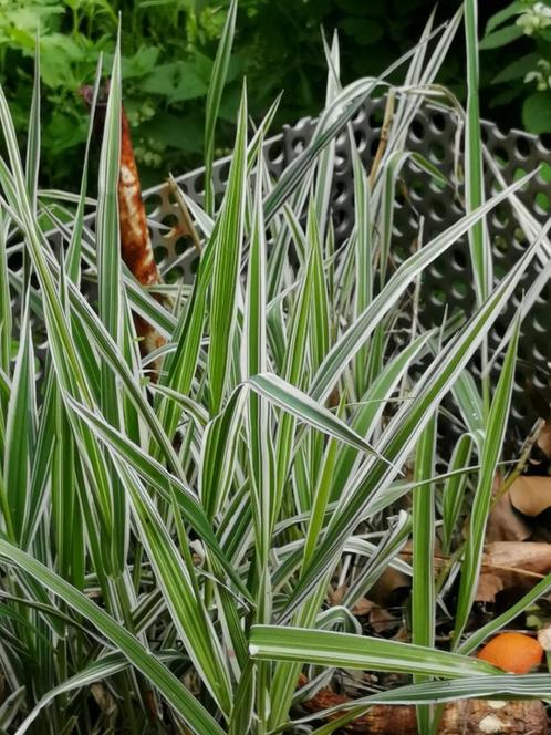 Graminées - Phalaris-jeune plante., Tuin en Terras, Planten | Tuinplanten, Herfst, Ophalen of Verzenden
