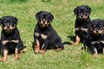 Rottweiler pups te koop, Dieren en Toebehoren, België, CDV (hondenziekte), 8 tot 15 weken, Meerdere