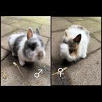 Dwergkonijntje leeuwenkopje