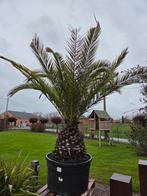 Palmboom Phoenix Canariensis - dadelpalm, Tuin en Terras, Ophalen, Palmboom