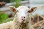 Schaap te koop, Dieren en Toebehoren, Februari, Mannelijk