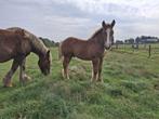 Trekpaard hengstveulen, Dieren en Toebehoren, Hengst, 0 tot 2 jaar